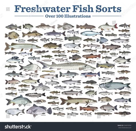 1,260 Freshwater fish names 图片、库存照片和矢量图 | Shutterstock