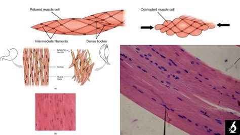 Image result for Smooth Muscle Function