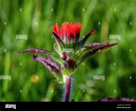 Macro photography of a scarlet Indian paintbrush flower, captured in a ...