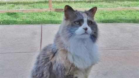 Building a better mousetrap isn’t as easy as it may seem | San Luis ...