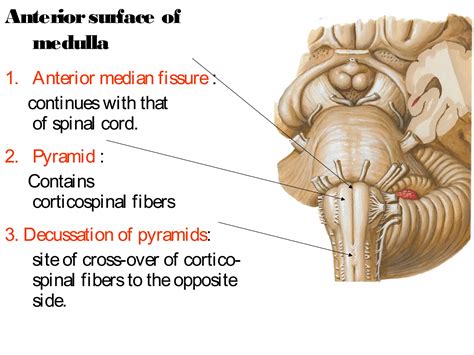Brainstem | PPT