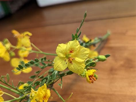 The Beautiful Procession of Palo Verde Flowers : The Arizona Native ...