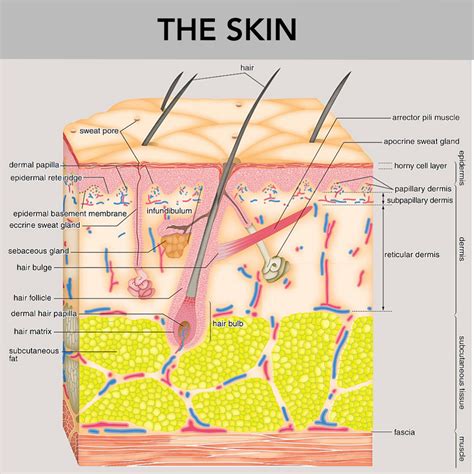 Excretory Organs