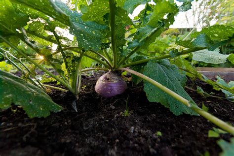 Turnip Seeds: How to Sow and Harvest This Fast-Growing Root! - A-Z Animals