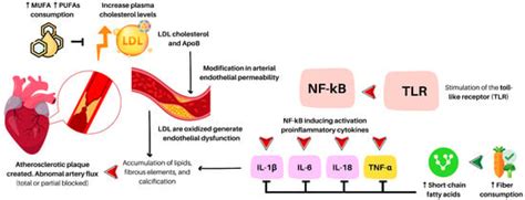 Plant-Based Nutrition: Exploring Health Benefits for Atherosclerosis ...