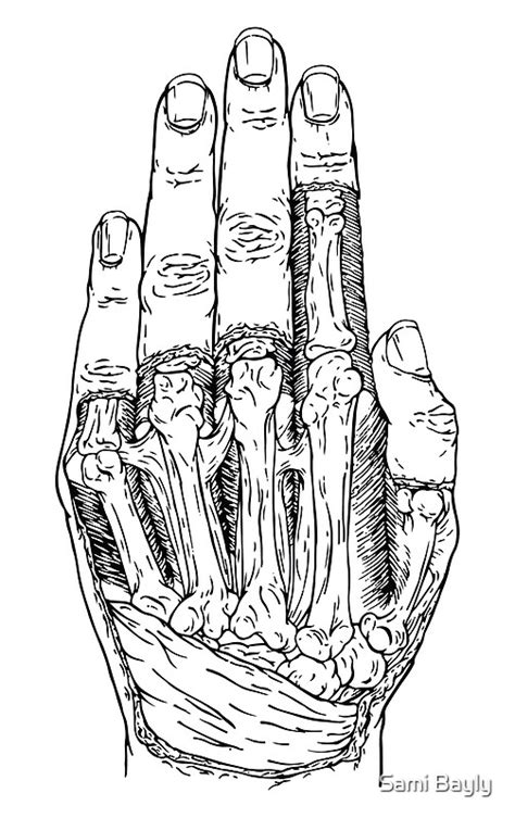 Image result for Hand Dissection