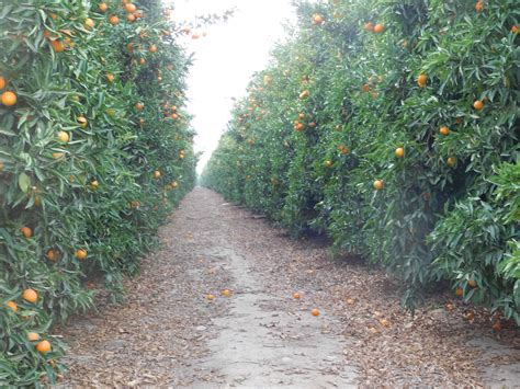 Where Are Cuties Tangerines Grown at Kevin Marsh blog