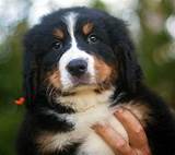 Portrait of a beautiful Bernese Mountain dog puppy wallpapers and ...