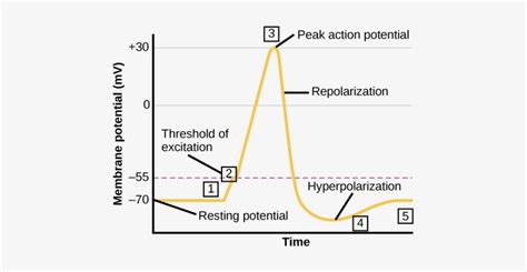 Image result for Action Potential