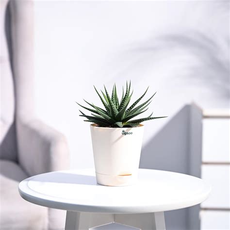 UGAOO Zebra Haworthia Succulent Live Plant with Pot : Amazon.in: Garden ...