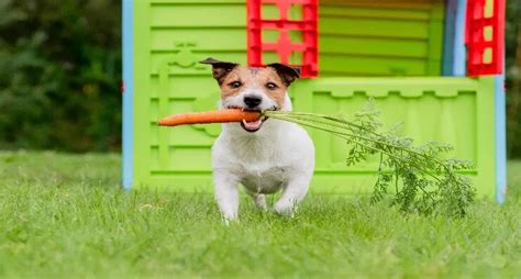 Ditch Dry Kibbles And Get Freshly Cooked Meals For Your Doggo From The ...