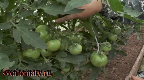 Как и когда подвязывают кисти томатов - Смотреть онлайн в поиске ...