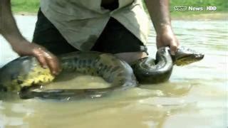 Image result for Catching Python's