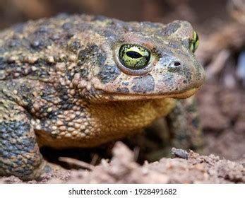 Hamilton Toad Venom 的图像结果