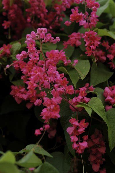 Harmony in the Material Vital : spiritual meaning of flower