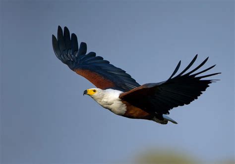African Fish Eagle 2025: Incredible Facts, Habitat, Diet & More