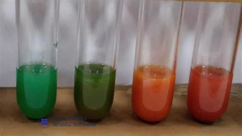 Image result for Benedict Test