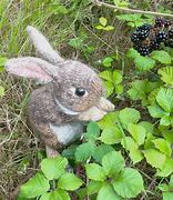 Image result for Free Rabbit Knitting Pattern Download
