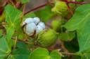 wequality Cotton plant seeds/Cotton seed 18 Seed Price in India - Buy ...