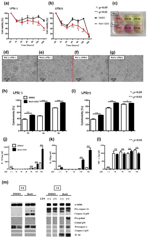 Vitamin A Promotes the Fusion of Autophagolysosomes and Prevents ...
