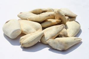 Nature Green SURANJAAN SWEET, SURANJAN MITHI, COLCHICUM LUTEUM Seed ...