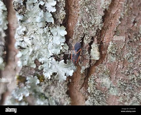 Eastern Boxelder Bug (Boisea trivittata Stock Photo - Alamy