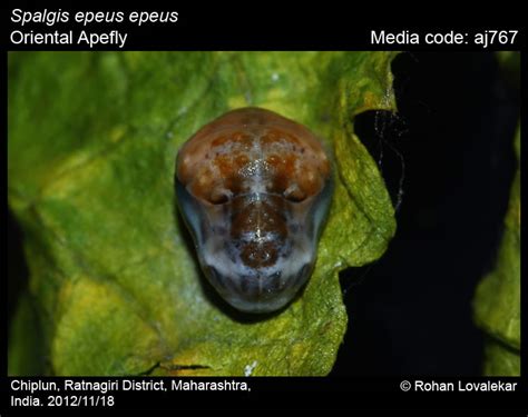 Spalgis epius | Butterfly