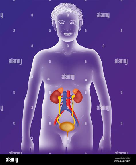 ANATOMY, URINARY TRACT Stock Photo - Alamy
