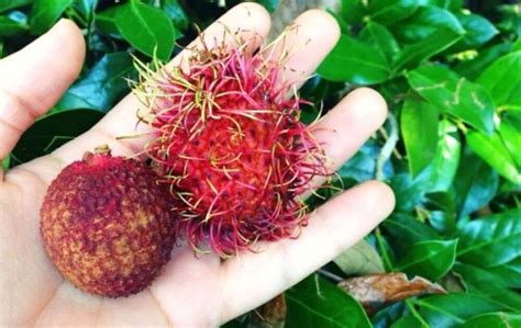Rambutan vs Lychee - Similarities and Differences In These Cousin Fruits