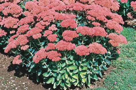 Sedum 'Autumn Joy' | Autumn Joy Stonecrop – Maple Leaf Home Gardens