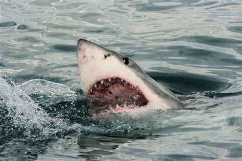 大白鲨鱼(噬人鲨属carcharias)攻击 库存照片. 图片 包括有 生活, 老化, 海角, 户外, 极大 - 37245978