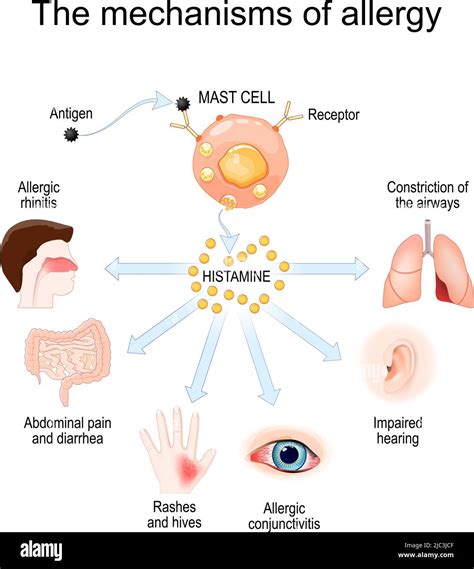 Mast Cell Degranulation And Synthesis