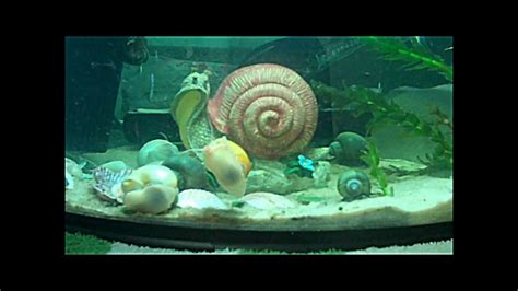Pet Snail Tank 的图像结果