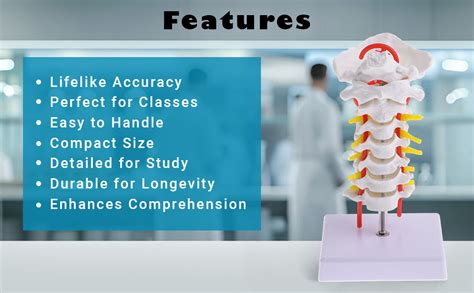 Kay Kay Industries 14.5cm Human Anatomical Cervical vertebrae Spine ...