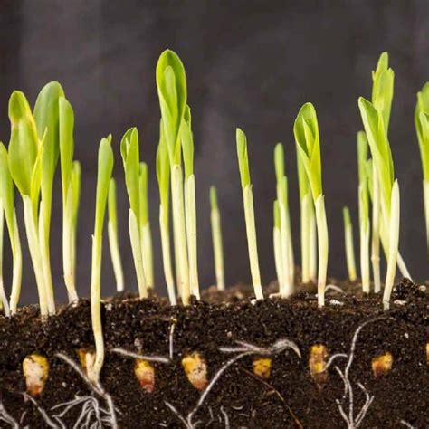 Buy Microgreen Seeds Online India | Microgreen Herb Seeds For Home ...