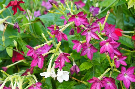 Best fragrant flowers: 10 scented choices for your garden