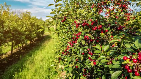 How to Plant a Cherry Tree - Mehrabyan Nursery