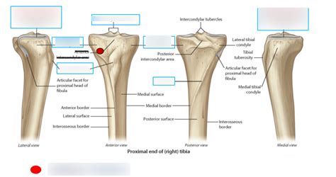Proximal Tibia 的图像结果