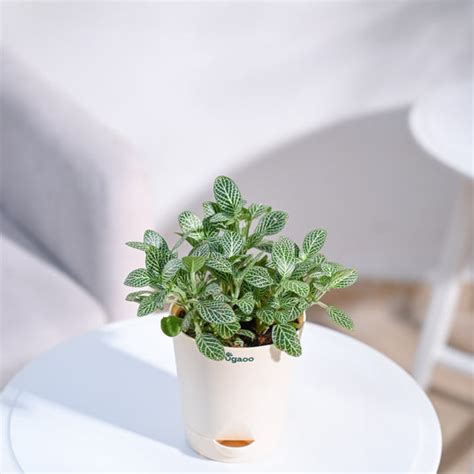 Shop Fittonia Green Plant: Lush Indoor Foliage – Ugaoo