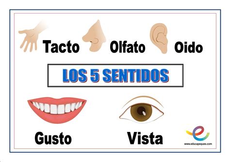 Los 5 sentidos del cuerpo humano para niños | Cuerpo humano para niños ...