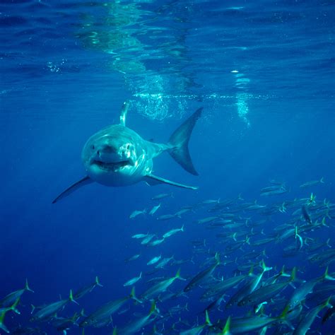 Great White Shark Images Underwater