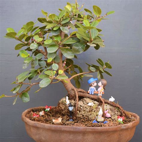 Bonsai Mane: New Thippasandra | LBB, Bangalore