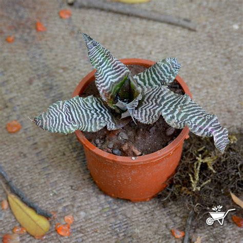 Cryptanthus Zebrina – Variegated Earth Star | myBageecha