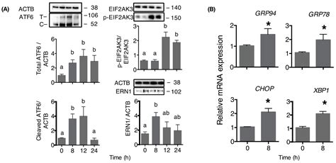 The Mycotoxin De-Epoxy-Deoxynivalenol (DOM-1) Increases Endoplasmic ...
