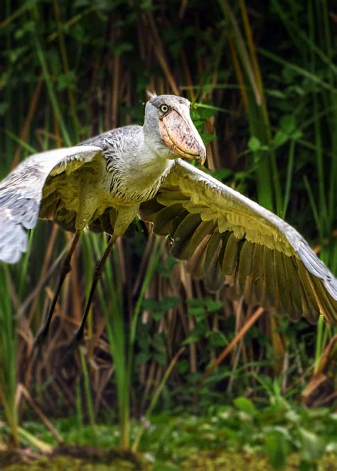 38 Shoebill Stork Facts (Yes, They're Real!) Balaeniceps rex | JustBirding.com