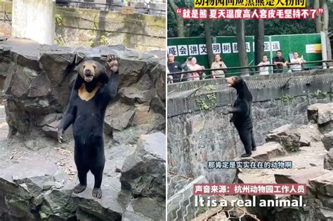 Zoo confirms standing, waving 'human bear' is real: 'Natural behavior'