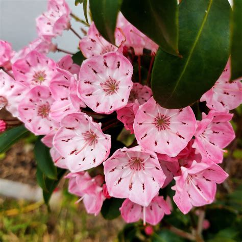 Kalmia latifolia (Mountain Laurel) - Pikirangi Online Garden Centre