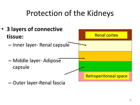 Anatomy of kidneys | PPTX