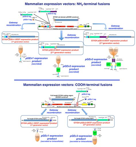 Image result for Mammalian Expression Vector