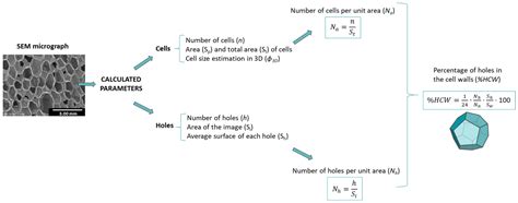 A New Methodology Based on Cell-Wall Hole Analysis for the Structure ...